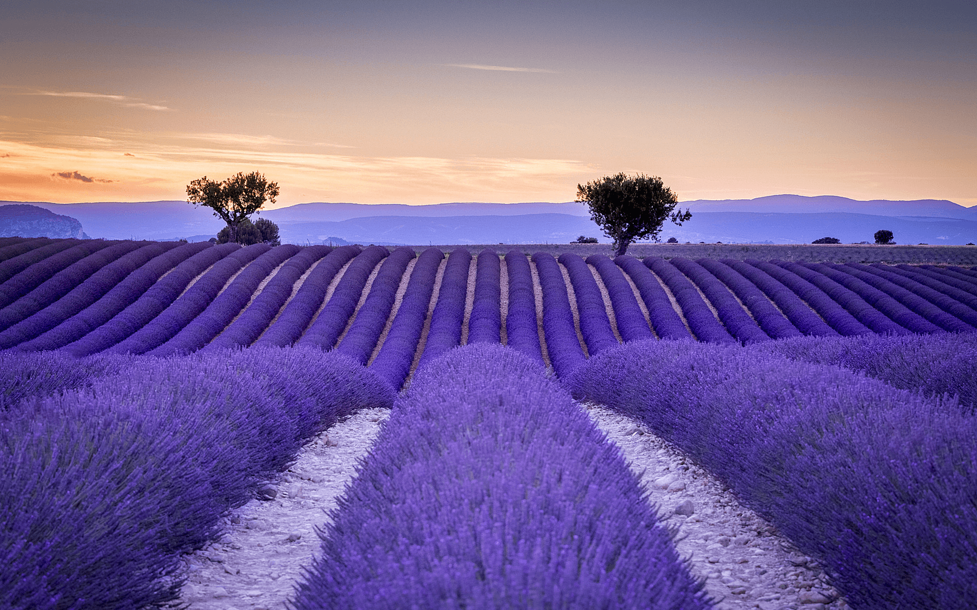 lavender field